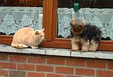 CROISE ET CHAT 027